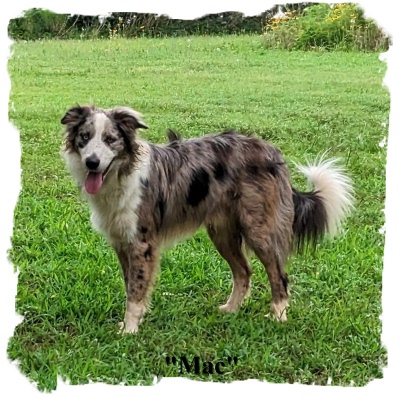 ABCA Sabel Bllue Merle Border Collie out of working stock